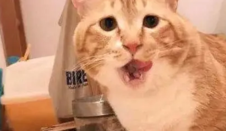 橘猫好养吗?正确饲养胖橘猫的方法看这里 橘猫好养吗?正确饲养胖橘猫的方法看这里