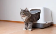 猫大便末端有一段黏液血