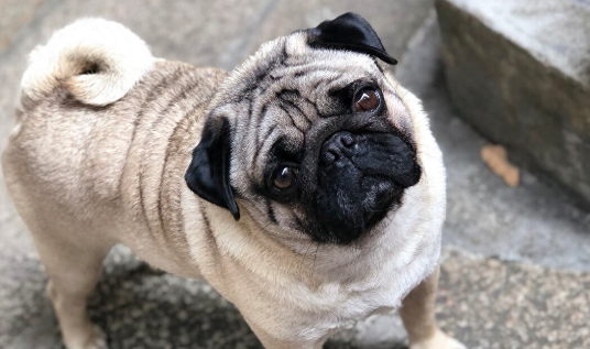 为什么不建议养“巴哥犬”?过来人告诉你6个原因 为什么不建议养“巴哥犬”?过来人告诉你6个原因