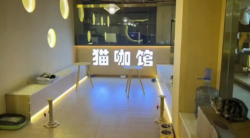 海口哪里有猫咖