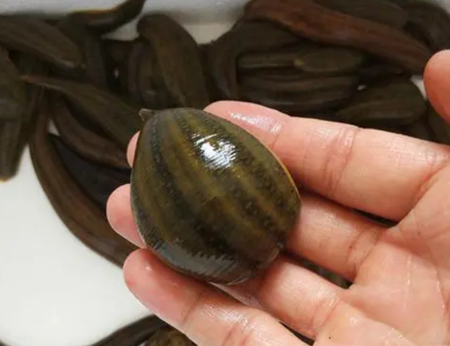 蚂蟥怎么吃才好吃