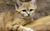 猫吃什么食物