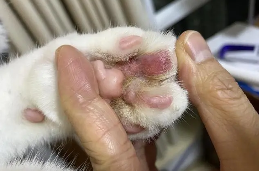 猫的爪子无故肿大