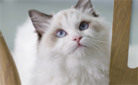 给小猫打疫苗多少钱一针