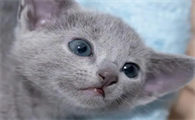 猫有哪些品种?你知道哪些