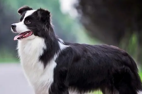 新手养狗必备指南：七大热门犬种大盘点！