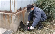 如何彻底根除白蚁