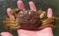大闸蟹能养活吗