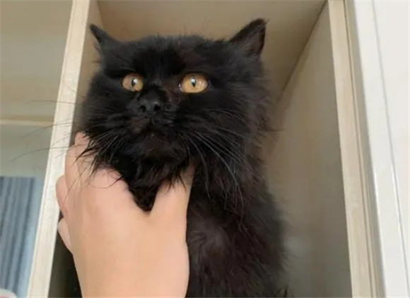 纯黑色的猫是什么品种