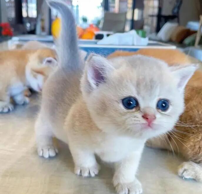 二个月猫刚到新家该怎么照顾 二个月猫刚到新家该怎么照顾