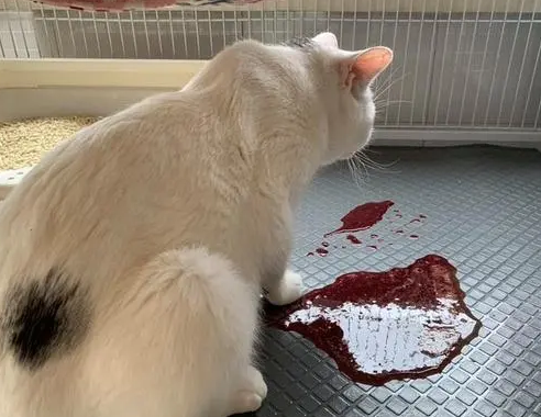 猫大便带血是什么原因