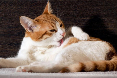 怀孕母猫流黄褐色分泌物 怀孕母猫流黄褐色分泌物