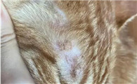 碘伏治疗猫癣