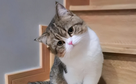 猫大小便失禁能活多久 猫大小便失禁能活多久