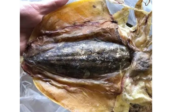 墨鱼是寒性的吗
