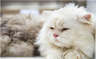猫多少度的温度觉得热