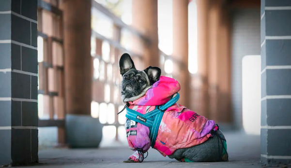 新手怎么挑选八哥犬？