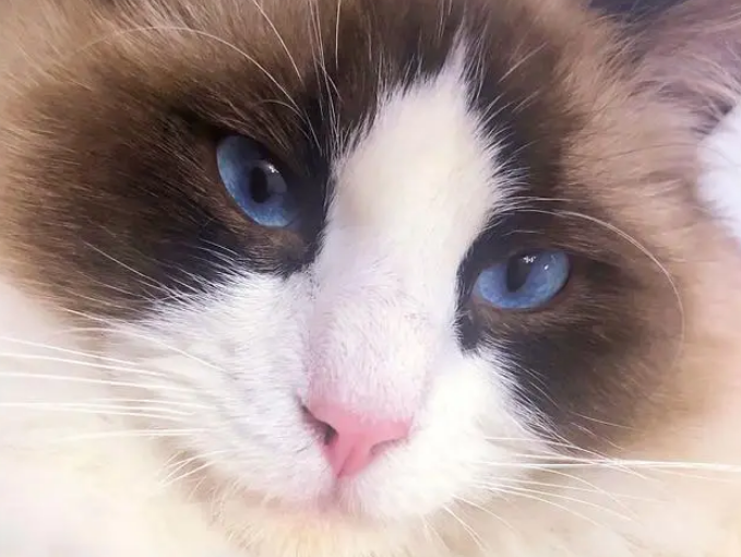 猫主人必备指南：十大热门猫咪品种大盘点