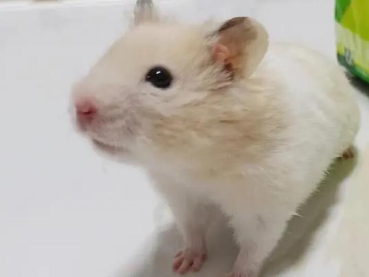 金丝熊狂犬病征兆