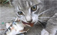 猫吃鱼会被鱼刺卡吗