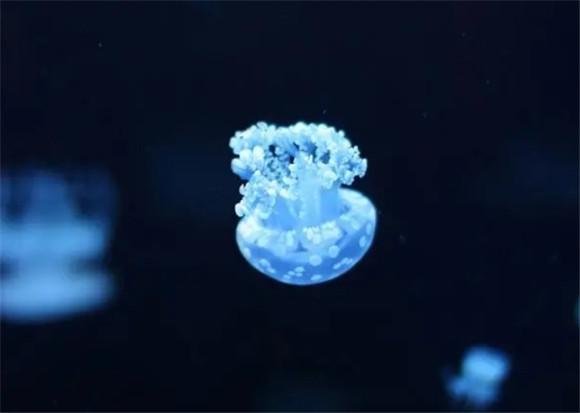 水母怎么排泄