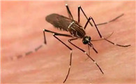 为什么蚊子总在我头打转