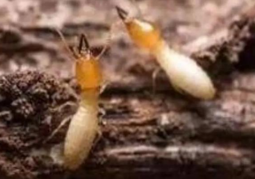 白蚁高温会死吗