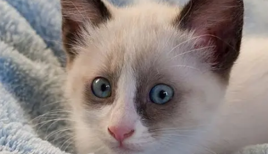如果猫咪出现这10个症状，则有可能是健康出现了问题！ 