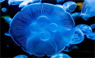 水母象征着什么