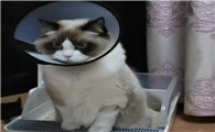 猫大便干燥一粒一粒的