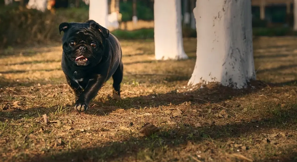 新手怎么挑选八哥犬？