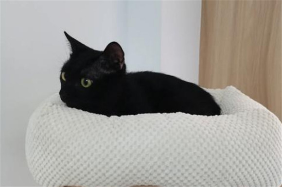 黑猫是什么神仙化身 黑猫是什么神仙化身
