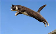猫从多高掉下摔不死