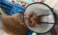 繁殖猫最惨的下场