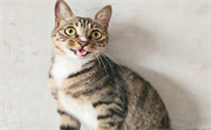 传腹猫能治好吗