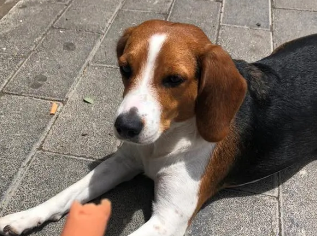 为什么说不建议养比格犬,真没几个人受得了! 为什么说不建议养比格犬,真没几个人受得了!