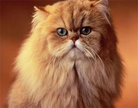 波斯猫弃养率高的原因,网友揭示背后的原因 波斯猫弃养率高的原因,网友揭示背后的原因