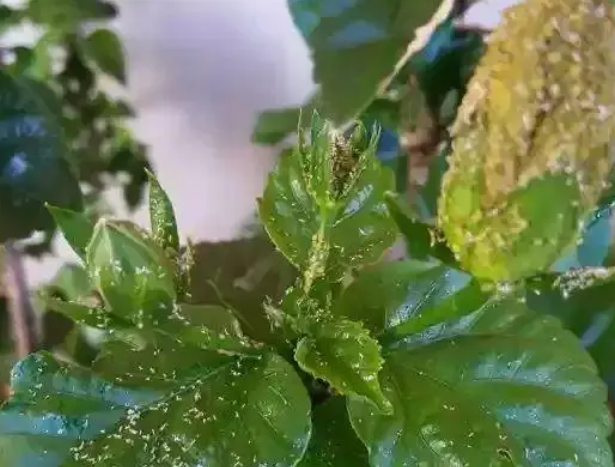 养植物必定经过的一种虫害,蚜虫防治指南 养植物必定经过的一种虫害,蚜虫防治指南