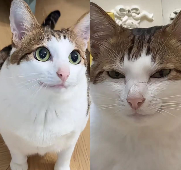 谁懂啊?我的小猫有两幅面孔 谁懂啊?我的小猫有两幅面孔