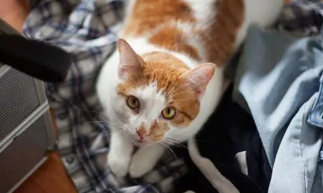 这篇文章告诉你，为什么新手猫更喜欢雄性猫？
