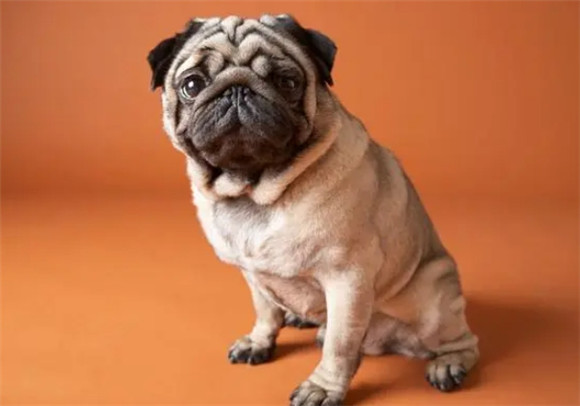 巴哥犬养成，打造忠诚的完美伴侣