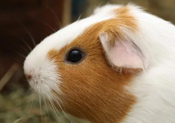 豚鼠多少钱一只?豚鼠吃什么食物? 豚鼠多少钱一只?豚鼠吃什么食物?