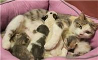 猫的孕期是几个月