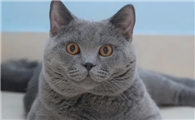 猫的品种有哪些