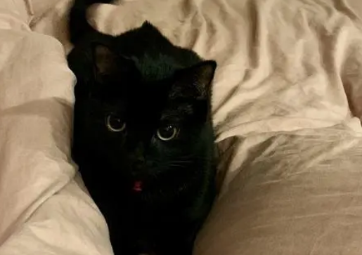 黑色的猫是不是不吉利 黑色的猫是不是不吉利