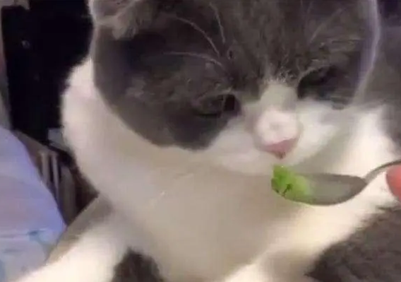 猫吃了一点点芥末没事吧