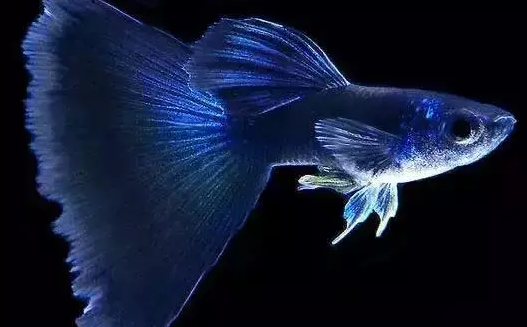 孔雀鱼养殖秘籍:打造绚丽水族箱的全方位指南 孔雀鱼养殖秘籍:打造绚丽水族箱的全方位指南