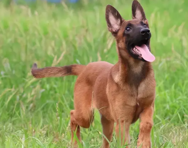 马犬6大优点！原来这就是它饲养率飙升的原因