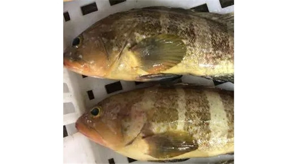 淡水石斑鱼一斤多少钱
