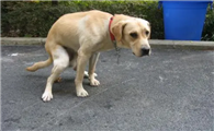 狗狗大小便训练